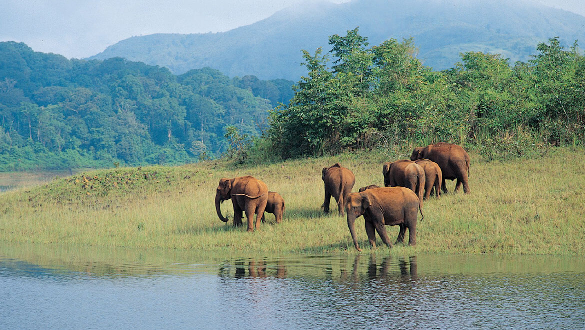 Aegiscabs 1463580919periyar-national-park.jpg