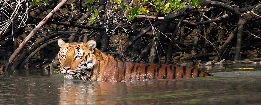 Aegiscabs 1966917188Sunderbans.jpg