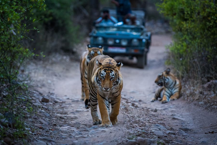 Aegiscabs 256997512Ranthambore.jpg