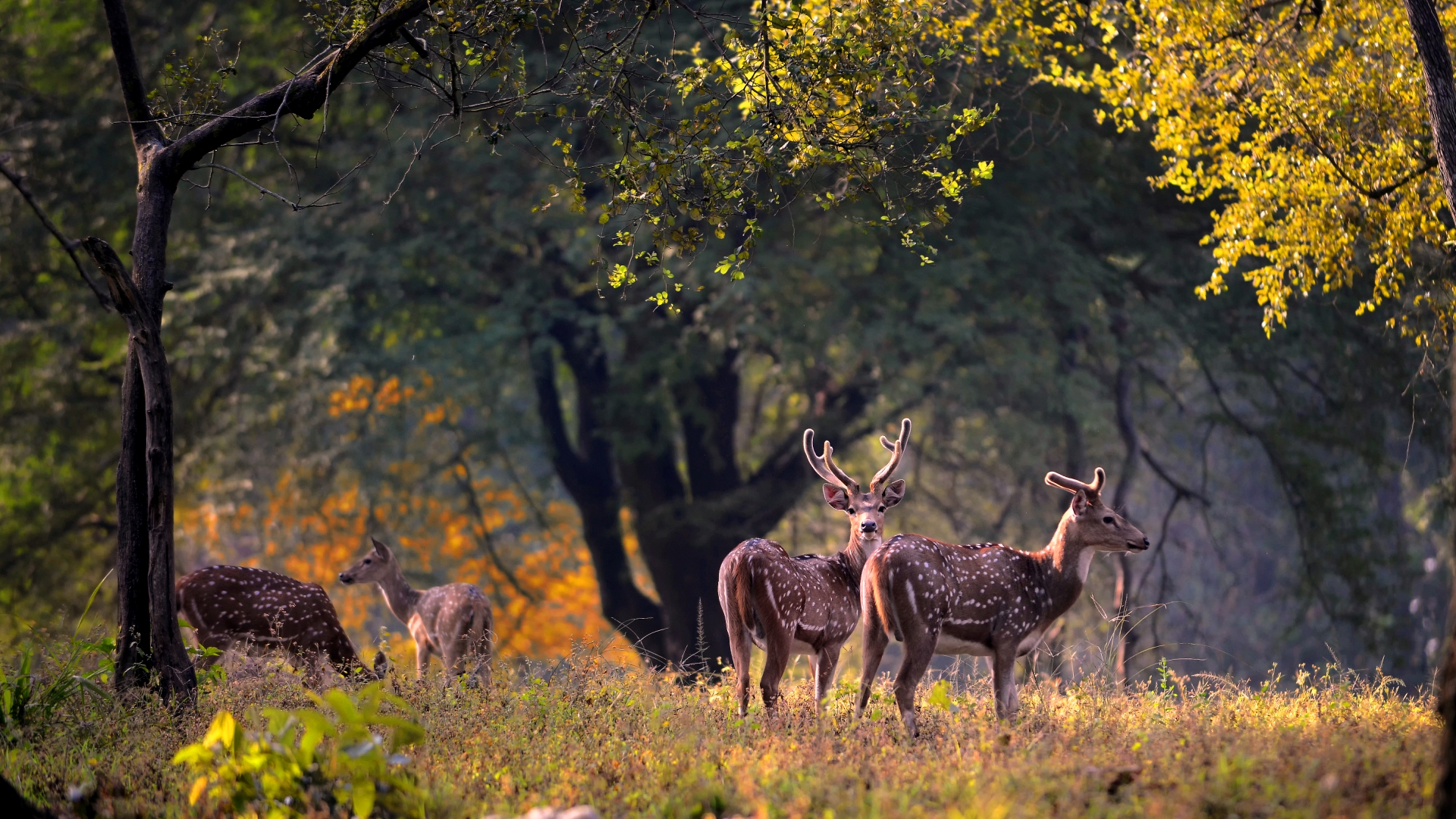 Aegiscabs 410196183Kanha-National-Park.jpg