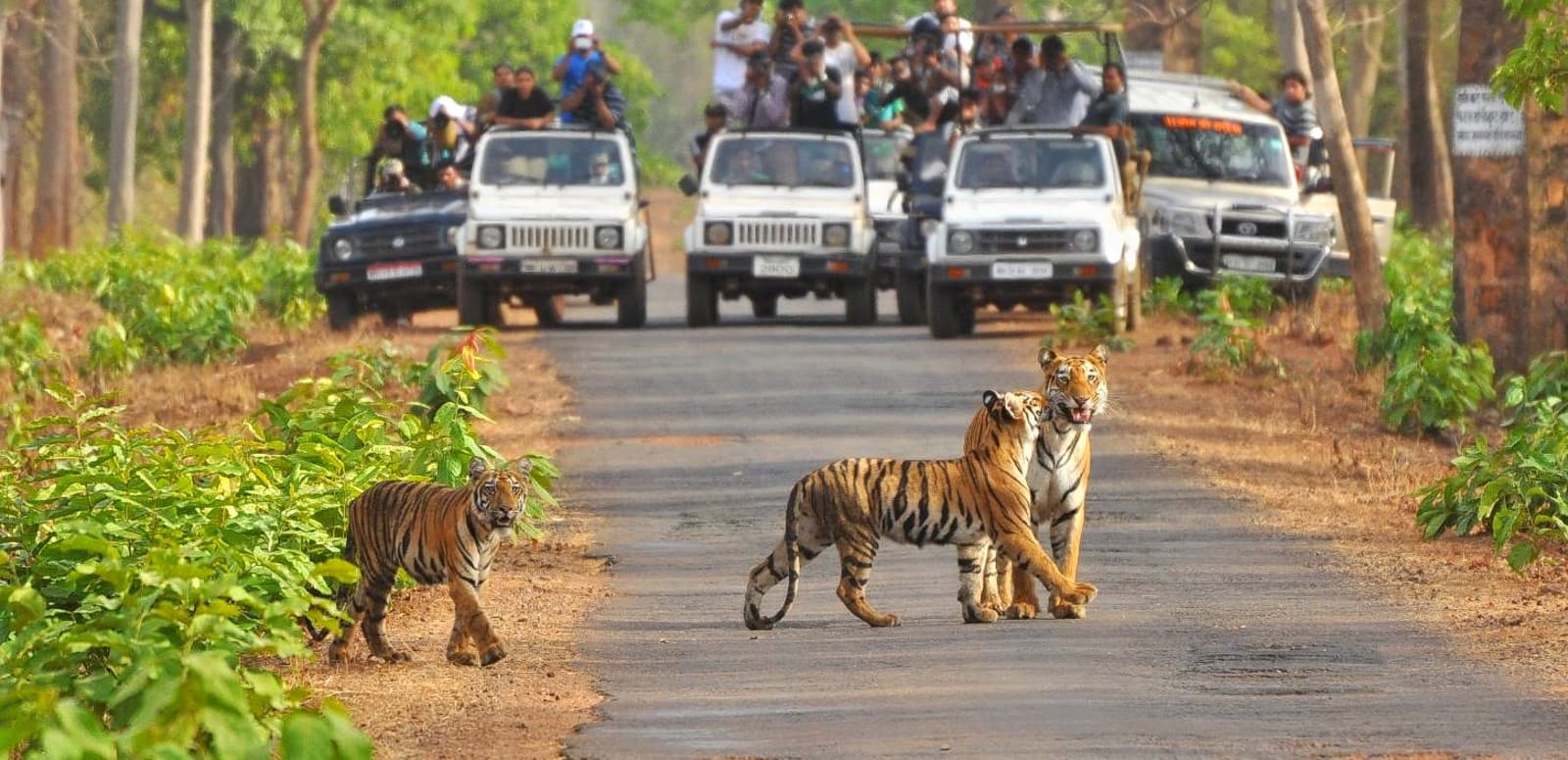 Aegiscabs 961870737jim-corbett.png